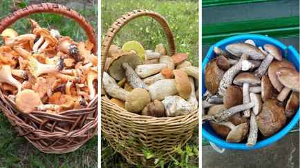 «Ребята, грибы пошли!» — Белорусы рассказали, где набрать полные корзинки после ливней
