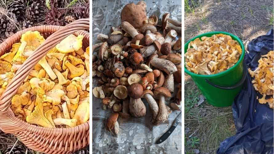 "Пошли красавцы!" - Белорусы похвалились урожаем грибов. Где бьют рекорды, а где совсем мало?