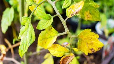 Что делать, если пожелтели листья помидоров? Опрыскайте этим домашним дешевым средством