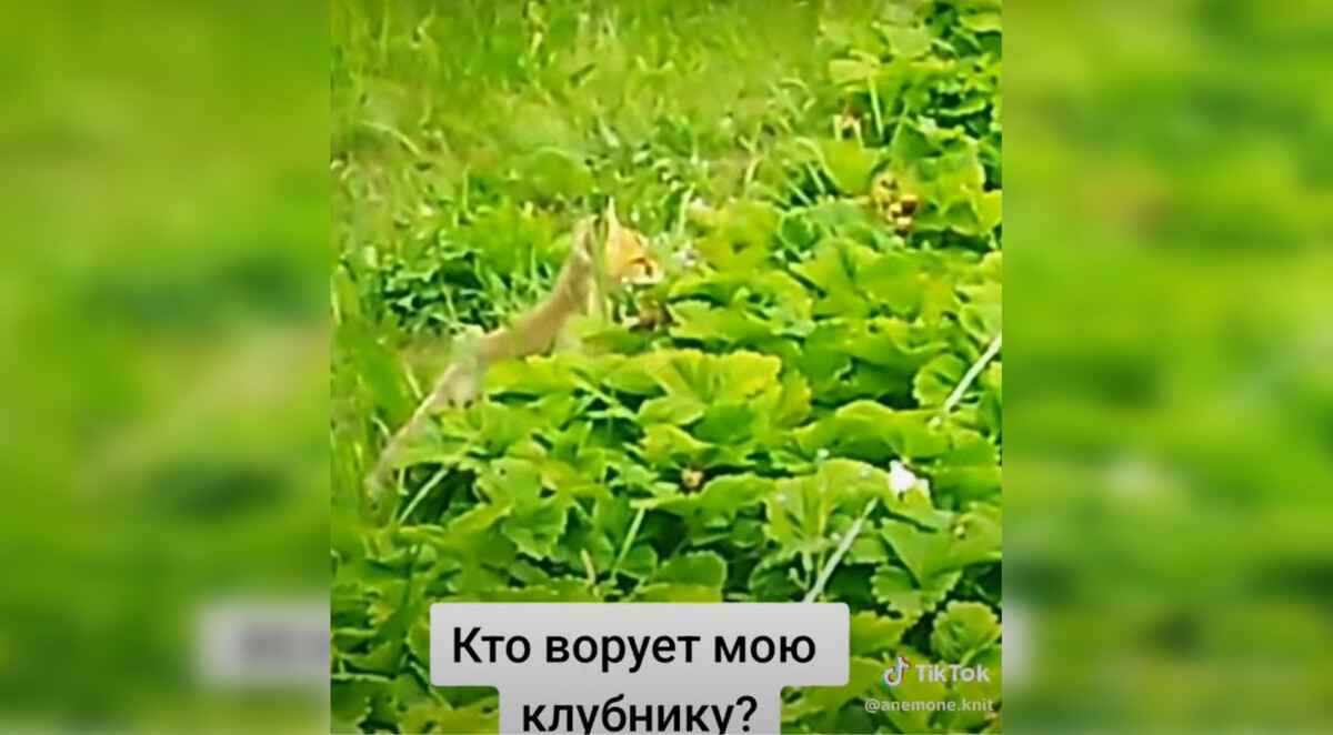 «Ой, какая лапочка!» — Белоруска сняла на видео, кто ворует клубнику с грядки. Зрители были в восторге