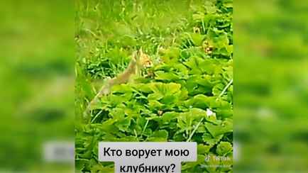 «Ой, какая лапочка!» — Белоруска сняла на видео, кто ворует клубнику с грядки. Зрители были в восторге