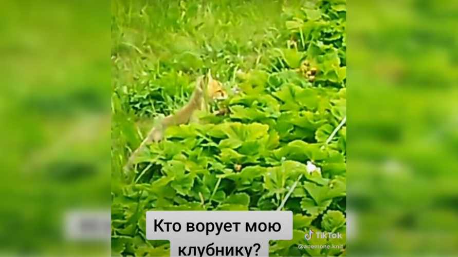 «Ой, какая лапочка!» — Белоруска сняла на видео, кто ворует клубнику с грядки. Зрители были в восторге