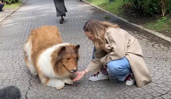 Японец потратил 14 тыс. долларов, чтобы «превратиться в собаку». Зачем?