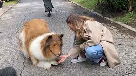 Японец потратил 14 тыс. долларов, чтобы «превратиться в собаку». Зачем?