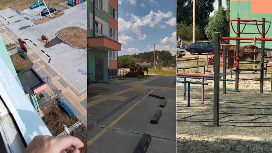 Фото: progomel.by