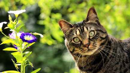Токсичен даже запах — Ветеринары рассказали, какой цветок на клумбах белорусов может быть смертельно опасен для кошек