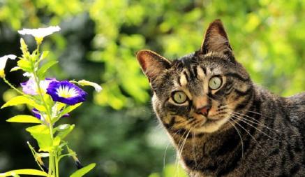 Токсичен даже запах — Ветеринары рассказали, какой цветок на клумбах белорусов может быть смертельно опасен для кошек