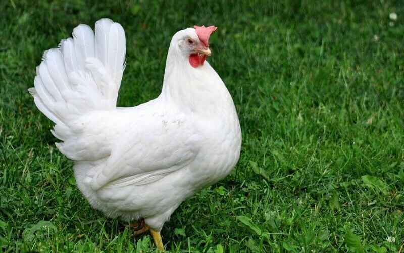 Курица породы Леггорн
