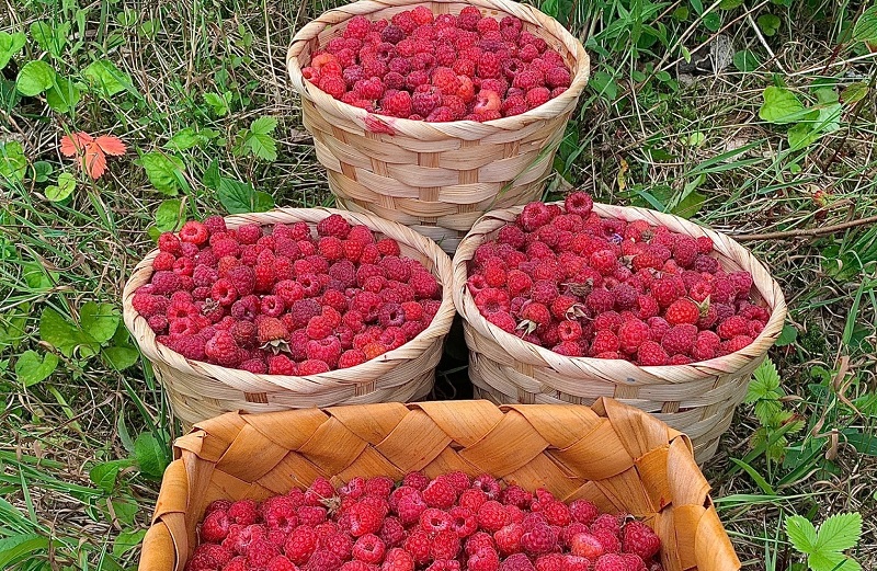 75 рублей за кило земляники. Узнали цены на лесные и садовые ягоды в Беларуси