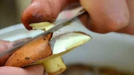 Чем отмыть руки после маслят? Самое эффективное средство растёт у вас в огороде