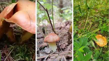 «Спешите, пока молодые» — Где в Беларуси пошли маслята, а где в лесу «пустыня»?