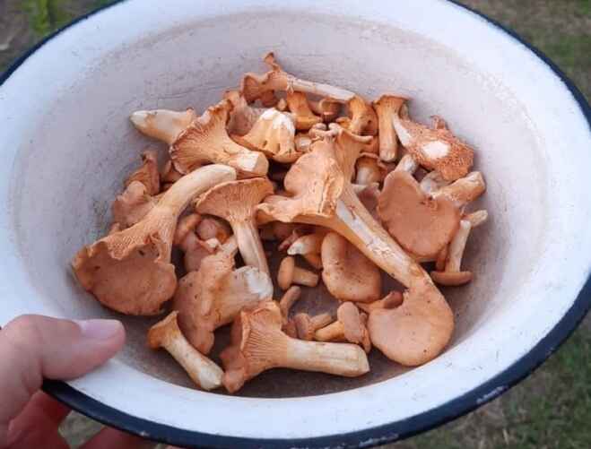 Фото: vk.com/gribnievoiskabelarus