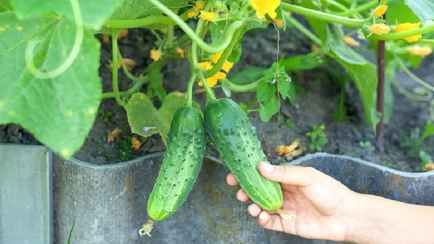 Как ускорить рост огурцов без химикатов? Добавьте одну столовую ложку этого в воду