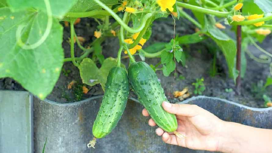 Как ускорить рост огурцов без химикатов? Добавьте одну столовую ложку этого в воду