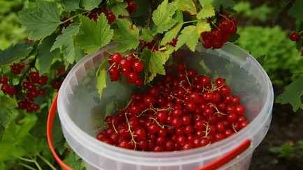 Как быстро собрать мелкую красную смородину? Понадобится один предмет с кухни