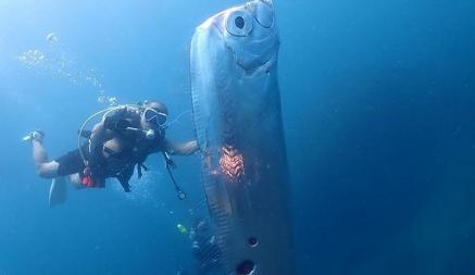 Дайверы обнаружили «рыбу Судного дня» у берегов Тайваня