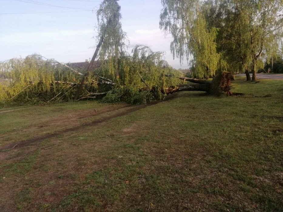Ветер и ливни оставили без света 169 городов и деревень в Беларуси. Минэнерго показало последствия
