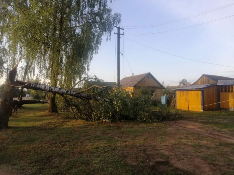 Ветер и ливни оставили без света 169 городов и деревень в Беларуси. Минэнерго показало последствия
