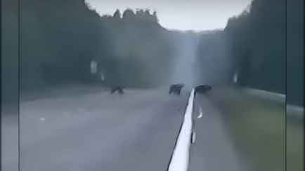 «Ходи, блин, в лес!» — Под Витебском три медведя вышли на трассу