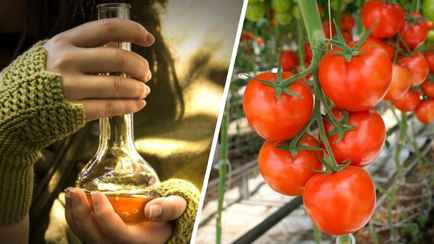 Эту жидкость назвали новым заменителем навоза. Как белорусам удобрять ей огороды?
