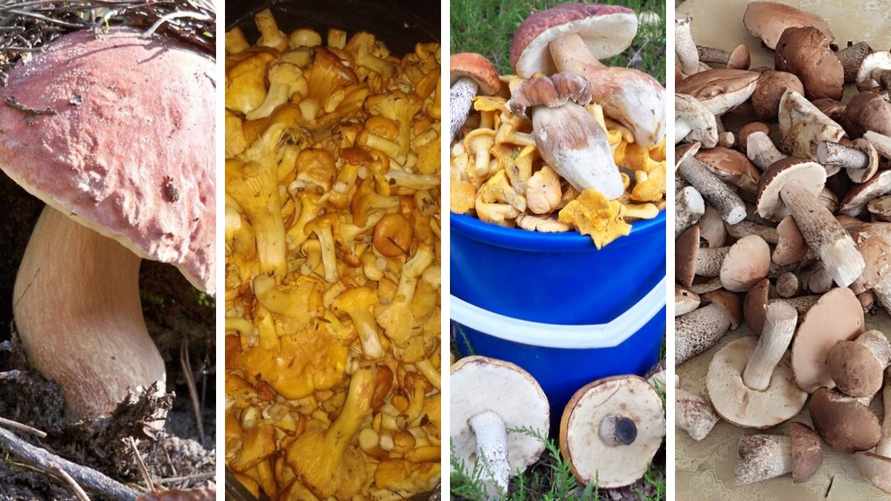 "Плантацию резанул!" - Где в Беларуси собирают по «200 белых» грибов, а где «сушь полнейшая»