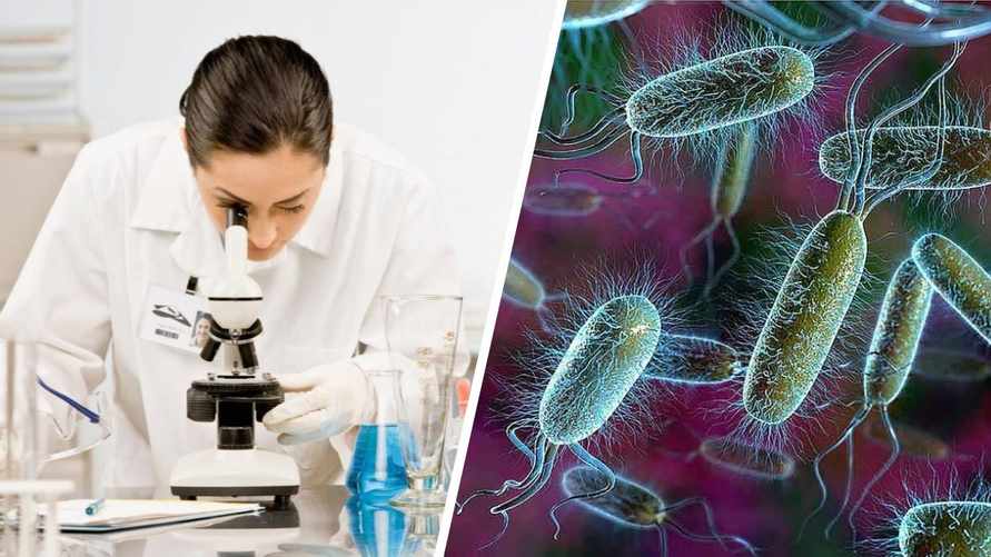 Госстандарт нашел в белорусских магазинах блины с кишечной палочкой. Как они выглядят?