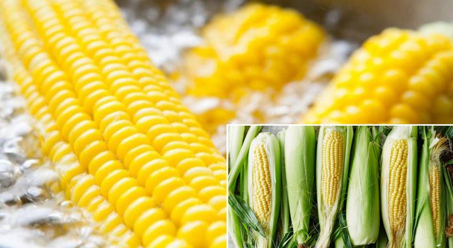 Кормовую кукурузу в основном используют как корм для