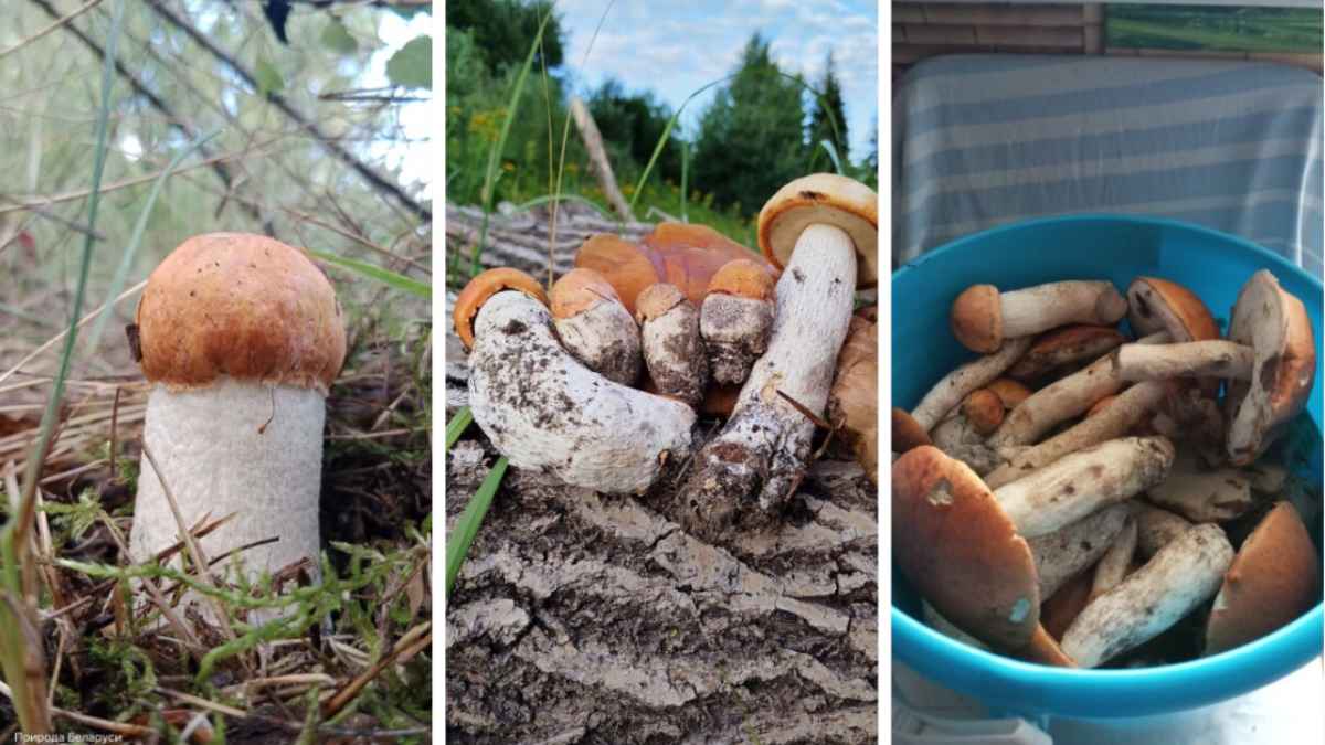 «Вот это мне попалось счастье!» - Где в Беларуси пошли первые разведчики-подосиновики, а где «всё грустно»?