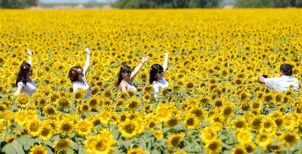 Рост БПМ, подорожание сигарет, фотосет в подсолнухах. Что изменится в Беларуси в августе?