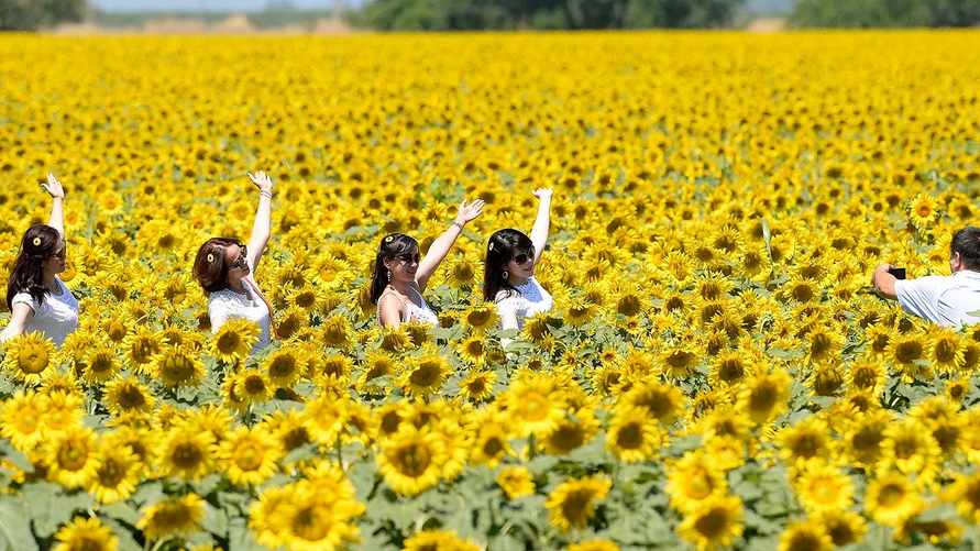 Рост БПМ, подорожание сигарет, фотосет в подсолнухах. Что изменится в Беларуси в августе?