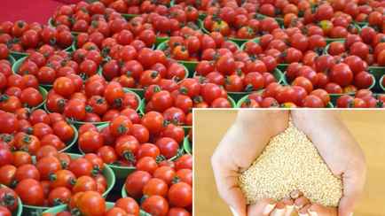 Как собрать в 2 раза больше помидоров? Полейте их этим удобрением прямо сейчас