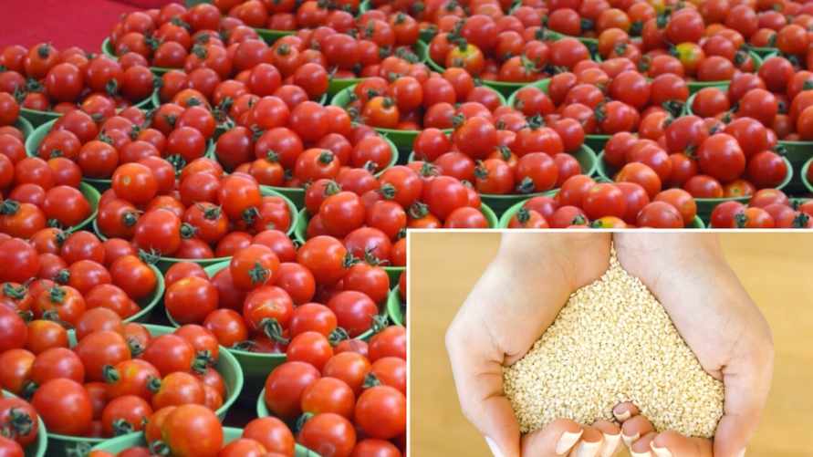 Как собрать в 2 раза больше помидоров? Полейте их этим удобрением прямо сейчас