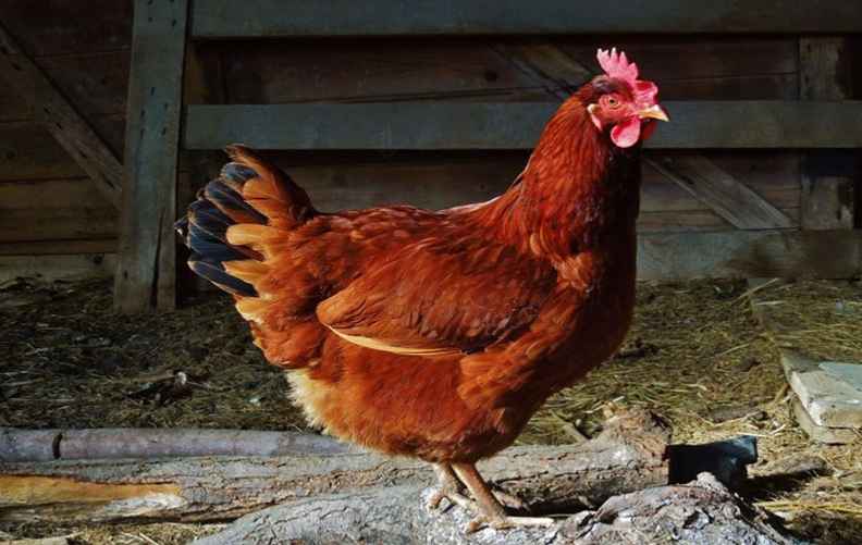 Куры породы Род-Айленд Ред