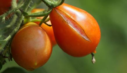 Почему помидоры трескаются? Нашли две причины и рецепт копеечной «витаминной бомбы» для лечения