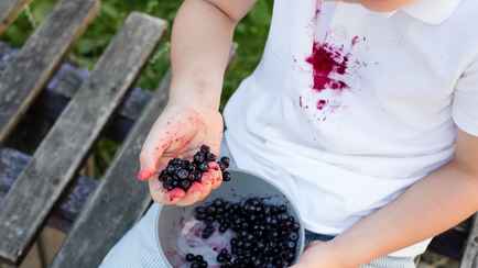 Как отмыть одежду от любых ягод без усилий? Проще способа не существует