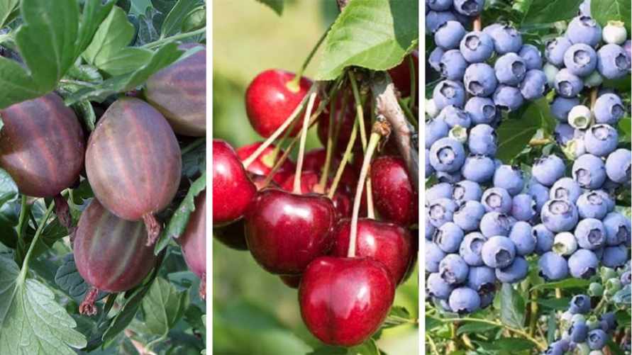 На рынке или собрать на ферме? Посмотрели, где белорусам дешевле закупиться сезонными ягодами