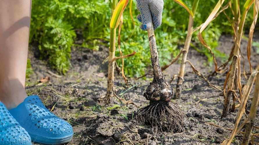 Следите за листьями. Когда выкапывать чеснок, чтобы луковицы были крупными и вкусными?