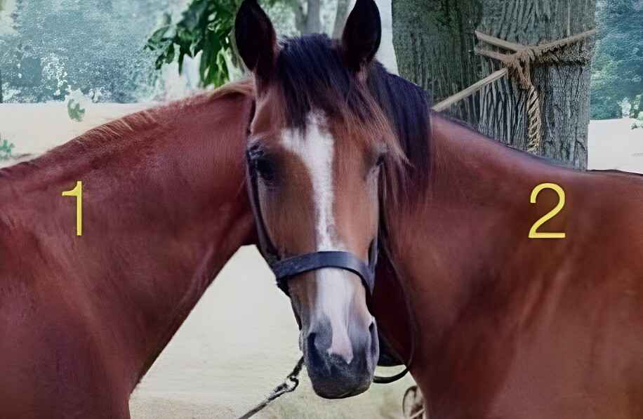 Только люди "с высоким IQ" разгадают иллюзию с двумя лошадьми. Проверьте себя