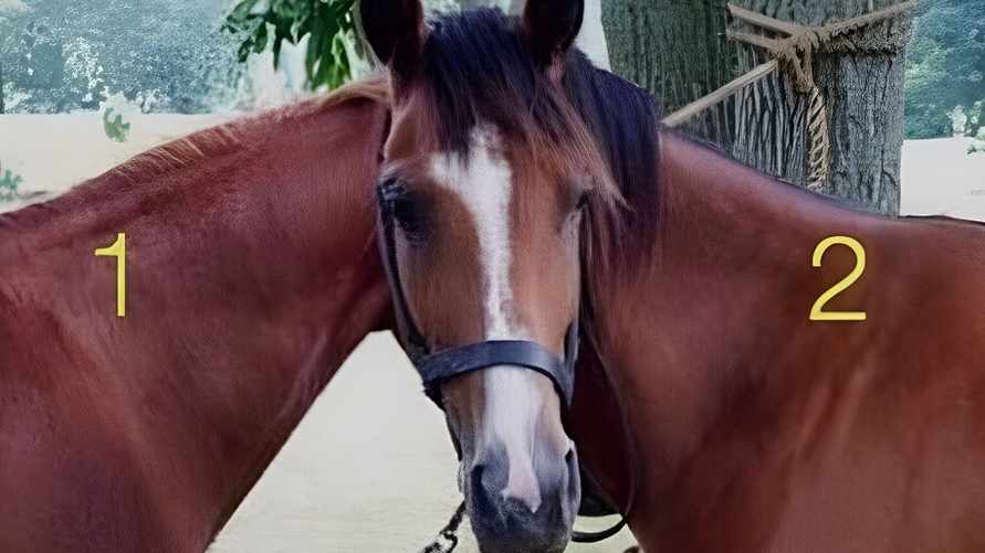 Только люди "с высоким IQ" разгадают иллюзию с двумя лошадьми. Проверьте себя