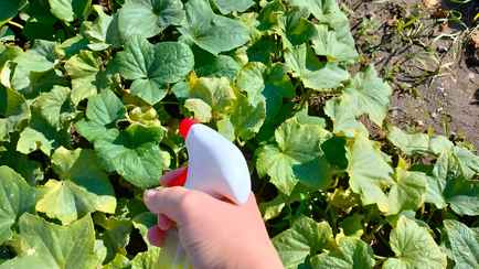 Листья огурцов стали желтеть? Чтобы продлить урожай до сентября возьмите молоко и ещё кое-что