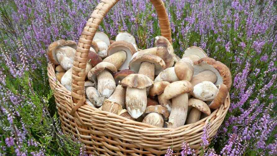 Фото: t.me/grybybelarus