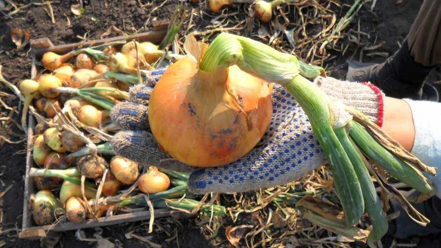 Когда убирать лук? Внимательно посмотрите на эти 3 признака