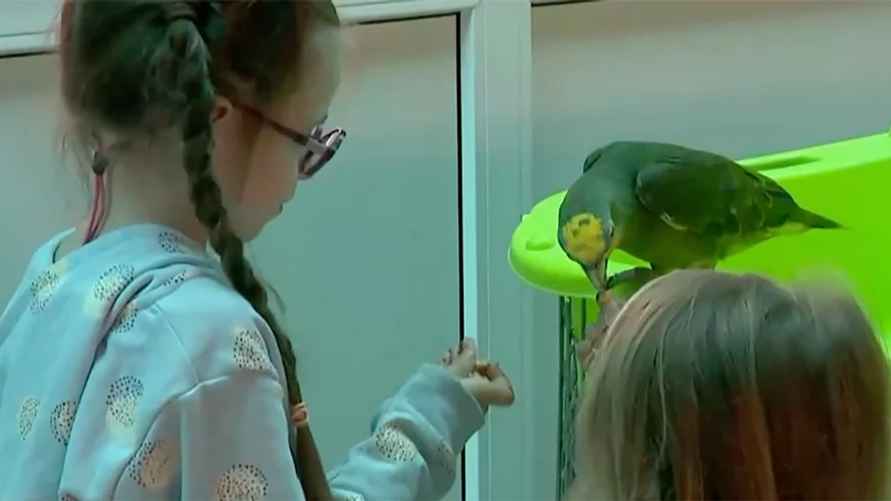 Скриншот с видео