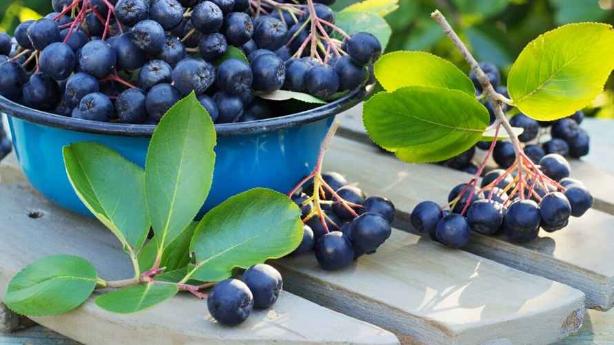 Черноплодную рябину в сыром виде очень сложно съесть много. Рот "свяжет" уже после первой горсти ягод