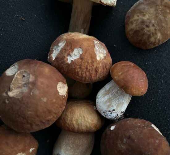 Фото: t.me/grybybelarus