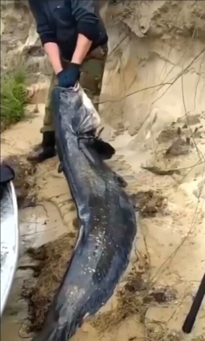 «Монстр!» — Под Лоевом рыбаки выловили из Днепра 100-килограммового сома