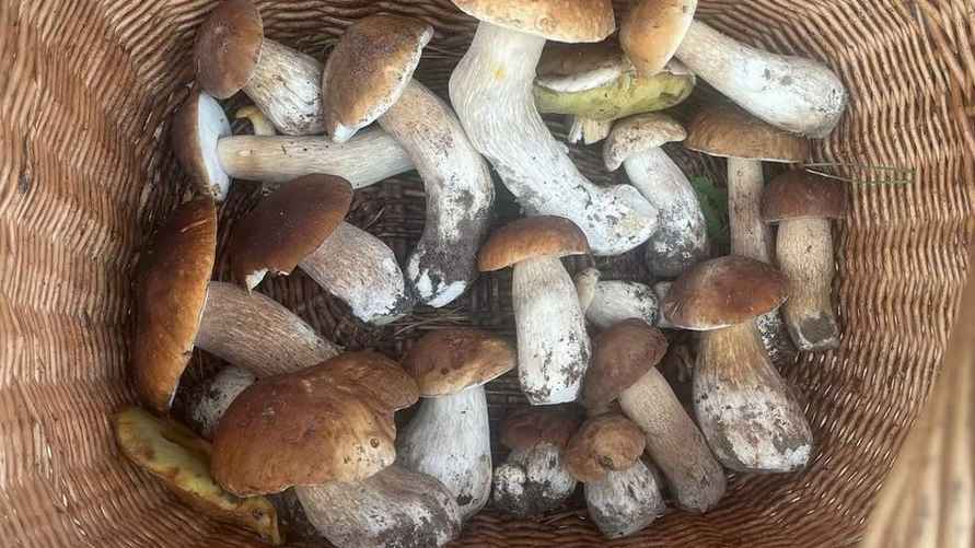 Фото: t.me/grybybelarus