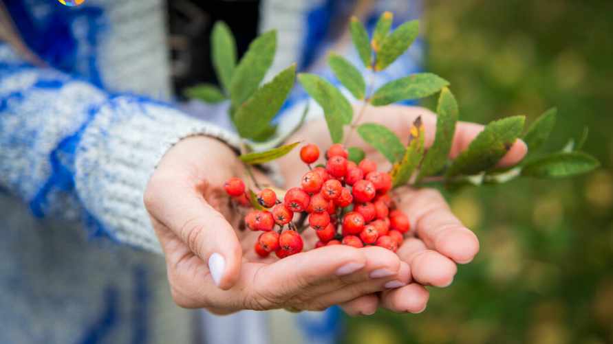 Почему почти всем нужно есть рябину? Узнали, как убрать из нее горечь