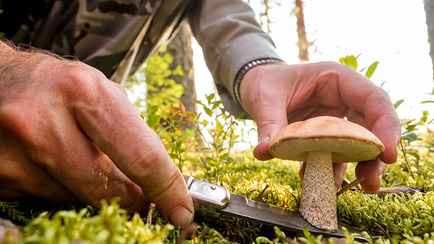 Какие грибы растут быстрее всех? За ними можно идти в лес почти сразу после дождя