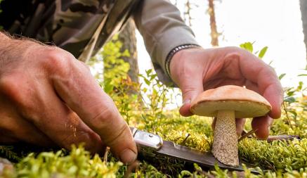 Какие грибы растут быстрее всех? За ними можно идти в лес почти сразу после дождя